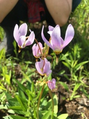 Primula meadia