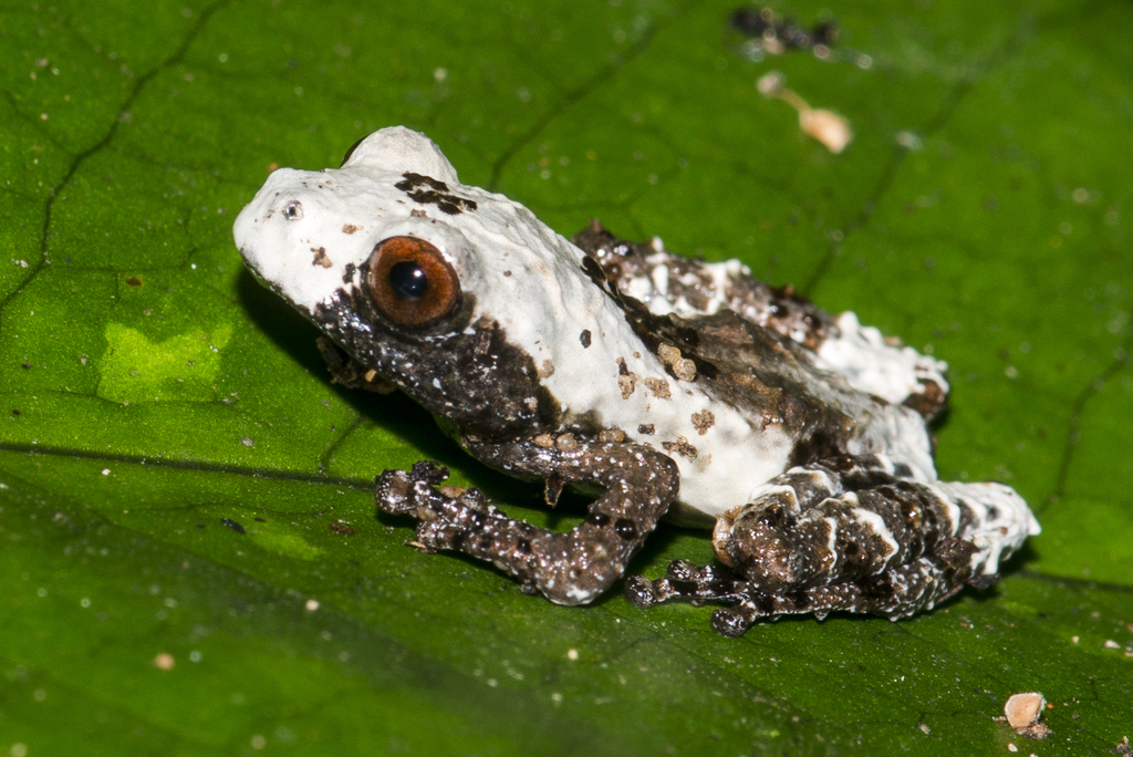 Baibung Small Treefrog