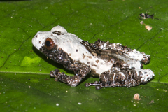 Theloderma baibungense