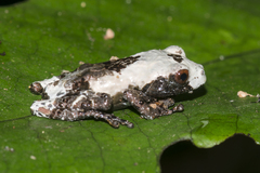 Theloderma baibungense