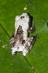 Theloderma baibungense