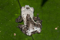 Theloderma baibungense