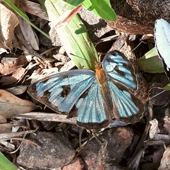 Dynamine postverta postverta