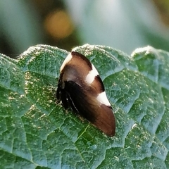 Membracini