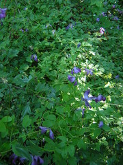Clematis viticella