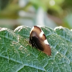 Membracini