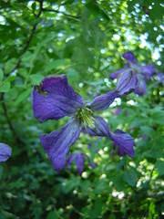 Clematis viticella