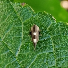 Membracini