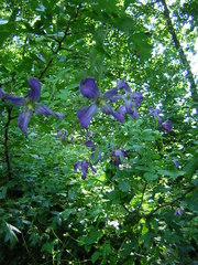 Clematis viticella