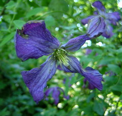 Clematis viticella