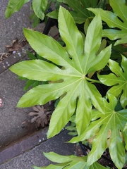 Fatsia