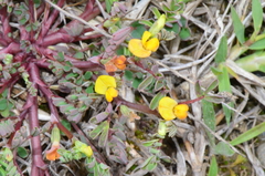 Hippocrepis unisiliquosa