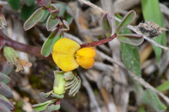 Hippocrepis unisiliquosa