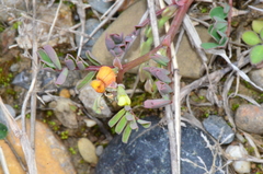 Hippocrepis unisiliquosa