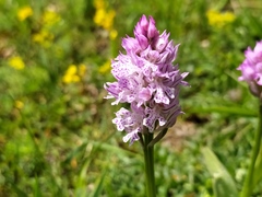Neotinea tridentata tridentata