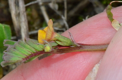 Hippocrepis unisiliquosa