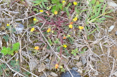 Hippocrepis unisiliquosa