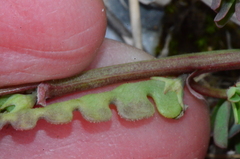 Hippocrepis unisiliquosa