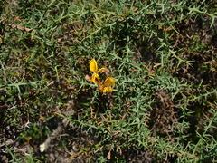Genista corsica