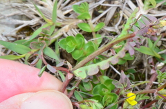 Hippocrepis unisiliquosa