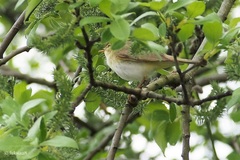 Phylloscopus trochilus