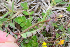 Hippocrepis unisiliquosa