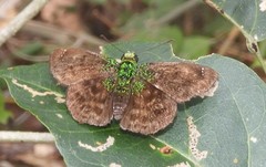 Gorgopas