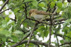 Phylloscopus trochilus