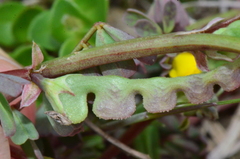Hippocrepis unisiliquosa