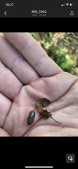 Armadillidium vulgare