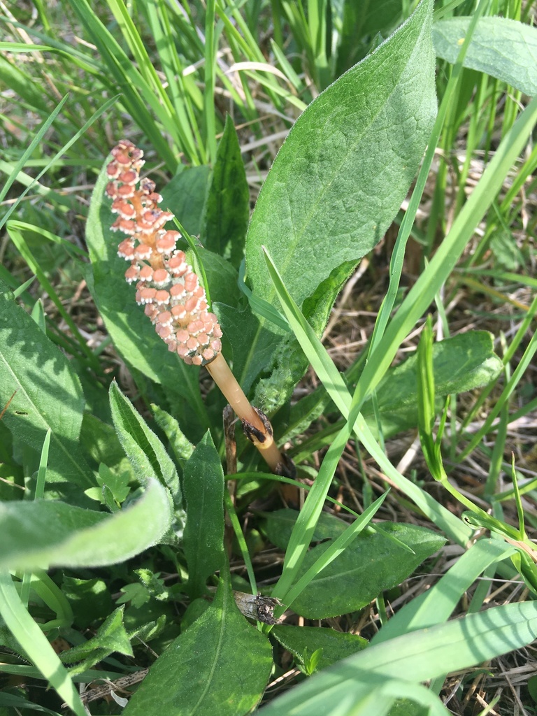 field horsetail from Перынский Скит Улица, Великий Новгород ...