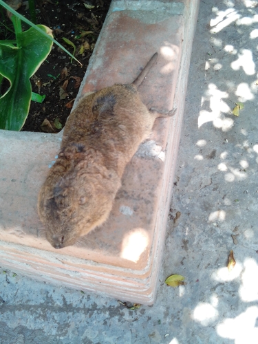 Oriental Basin Pocket Gopher