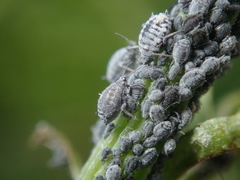 Aphis craccae