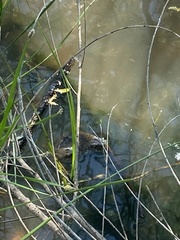 Nerodia rhombifer