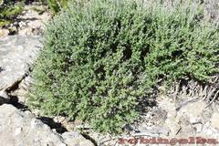Teucrium marum