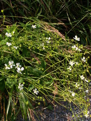 Ranunculus aconitifolius