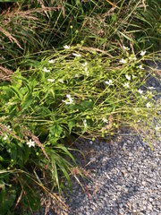 Ranunculus aconitifolius