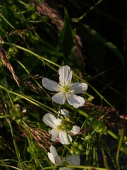 Ranunculus aconitifolius