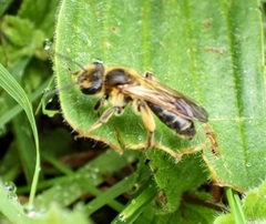 Andrena bucephala