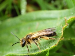 Andrena bucephala