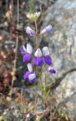 Collinsia linearis