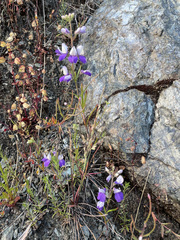 Collinsia linearis