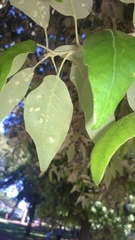 Dryomyia lichtensteinii