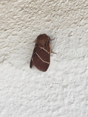 Macrothylacia digramma