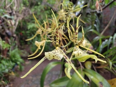 Brassia maculata