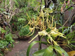 Brassia maculata
