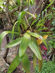 Brassia maculata