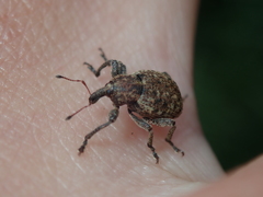Donus salviae