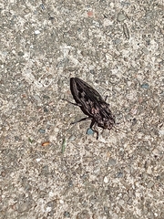 Chalcophora virginiensis