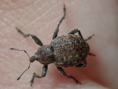 Donus salviae